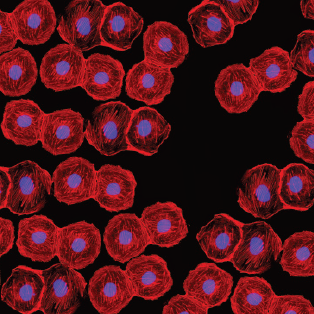 Stem Cells Image