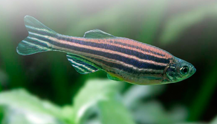 Zebrafish on Green - 700x400