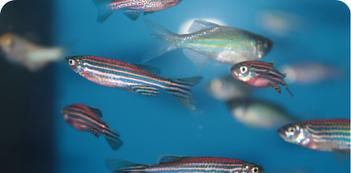 Zebrafish - 351x173